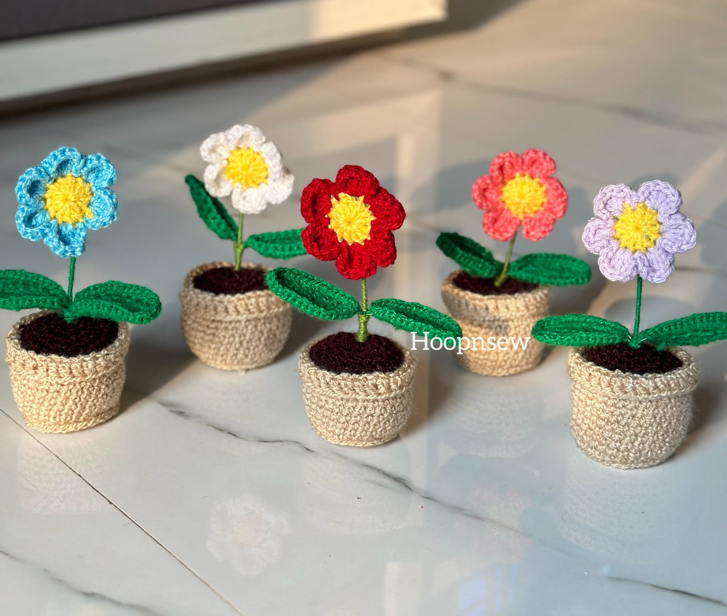Aster flower pot